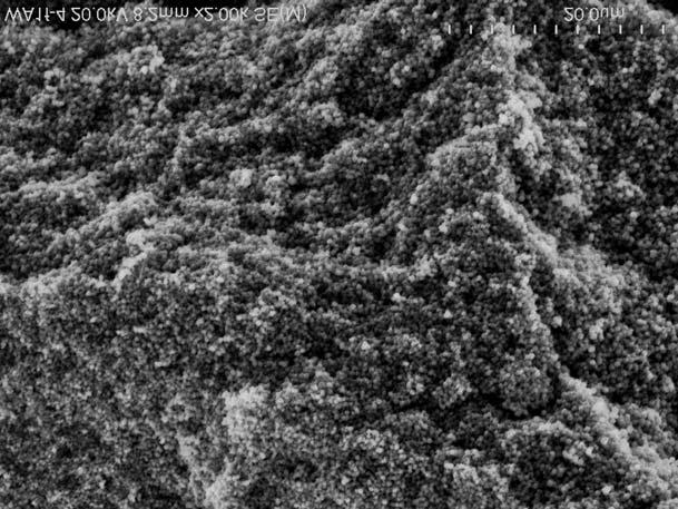 The boundary between B 1 (light) and B 2 (dark) sublayers Fig. 12.