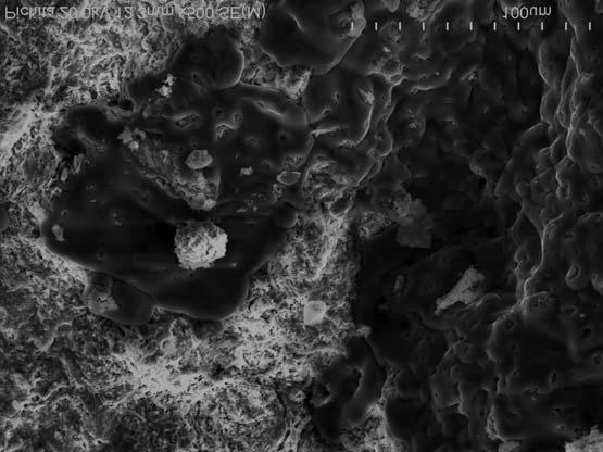 Rosette aggregates of platy minerals in B 2 sublayer Ciekawym zjawiskiem wystêpuj¹cym lokalnie w podwarstwie B 1 i B 2 s¹ pokrywy z halitu