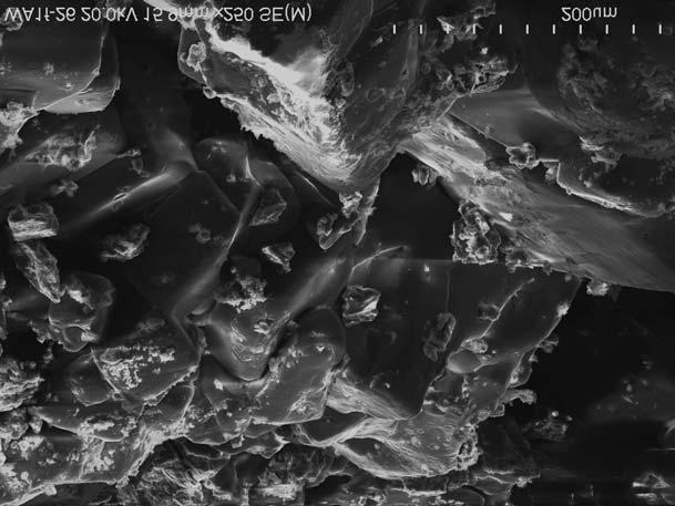 9. Section through the spherical forms, forming acinic aggregates in A 1 sublayer