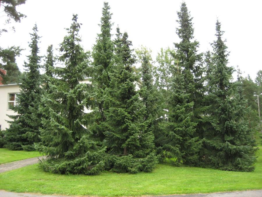 Świerk serbski (Picea omorica), silnie rosnący gatunek dorastający w warunkach naturalnych do 30 m wysokości, w warunkach ogrodowych do 20 m. Rośnie szybko, 35-100 cm rocznie. Pokrój zmienny.