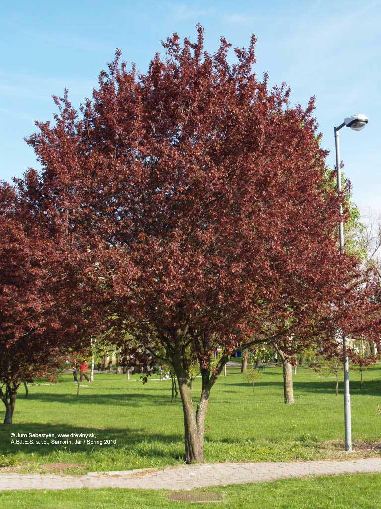 Śliwa wiśniowa odmiana 'Nigra' (Prunus cerasifera) - małe drzewo o owalnej koronie. Czasami rośnie w formie wysokiego krzewu. Dorasta do 9-10 wys.