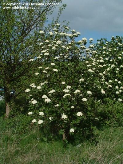 Kalina hordowina (Viburnum lantana) - szybko dorastający do 3 5 m wys. i szer. krzew. Liście szeroko - jajowate, z wierzchu pomarszczone, matowo zielone, od spodu szarozielone, jesienią żółte.