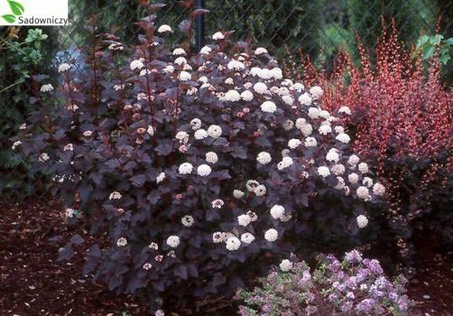 Polecany do dużych ogrodów, parków i zadrzewień naturalistycznych Pęcherznica kalinolistna odmiana 'Diabolo' (Physocarpus opulifolius) - Szybkorosnący krzew z licznymi, wyprostowanymi głównymi