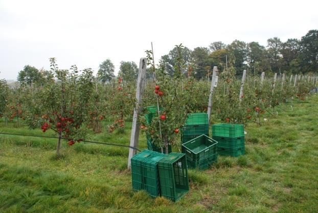 EKOLOGICZNY SAD DOŚWIADCZALNY IO 27 Wzrost i plonowanie drzew dwóch odmian jabłoni w doświadczeniu z oceną wpływu