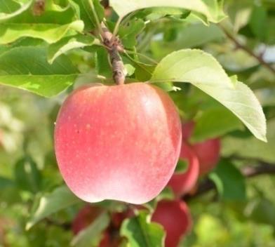 EKOLOGICZNY SAD DOŚWIADCZALNY IO 28 Wielkość drzew i plonów oraz jakość owoców jabłoni Szampion rosnącej na różnych podkładkach w Ekologicznym