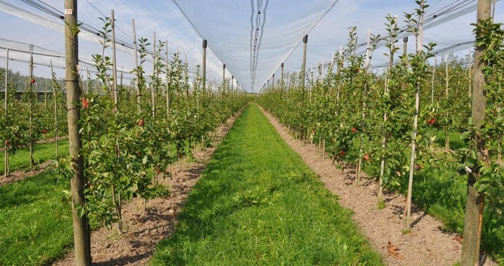 SADOWNICTWO EKOLOGICZNE Jak prosperuje w