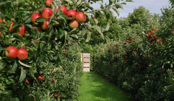 POLSKA JEDEN Z WIĘKSZYCH PRODUCENTÓW Owoców strefy klimatu