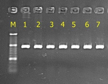 4.2. Analiza polimorfizmu genetycznego 4.2.1. Polimorfizm genu kappa-kazeiny W badaniach własnych otrzymano produkt PCR o długości 453 pz. Fot. 1.