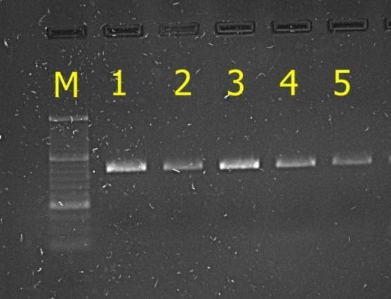 4.2.2. Polimorfizm genu betalaktoglobuliny Fot. 3. Rozdział elektroforetyczny produktu PCR dla genu betalaktoglobuliny.