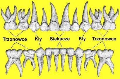 Zęby mleczne Czas wyrzynania się zębów mlecznych (miesiące) zęby żuchwa szczęka dolna siekacze środkowe 7 (6 9) 8 (7 9) siekacze boczne 10 (9 12) 9 (8 10) kły 17