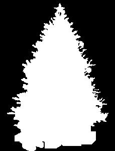 W dawnej Polsce (XVI-XVIII w.) nie znano choinki, zwanej też drzewkiem. Zwyczaj ten pojawił się dopiero na początku XIX w. i przyszedł do nas Niemiec.