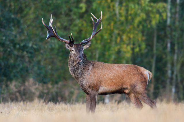 KRYTERIA OCENY PRAWIDŁOWOŚCI ODSTRZAŁU BYKÓW JELENIA SZLACHETNEGO Jeleń Szlachetny (Cervus elaphus) USTALENIA DODATKOWE Za odnogę