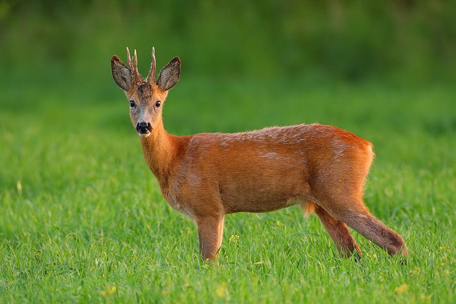 KRYTERIA OCENY PRAWIDŁOWOŚCI ODSTRZAŁU SARN - KOZŁÓW Sarna (Capreolus capreolus) USTALENIA DODATKOWE Za odnogę uznaje się każdy odrost o długości powyżej: - 2 cm w pierwszym porożu - 3 cm w drugim