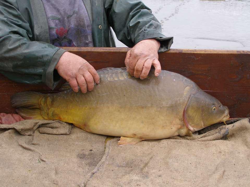 Karp osiecki produkt