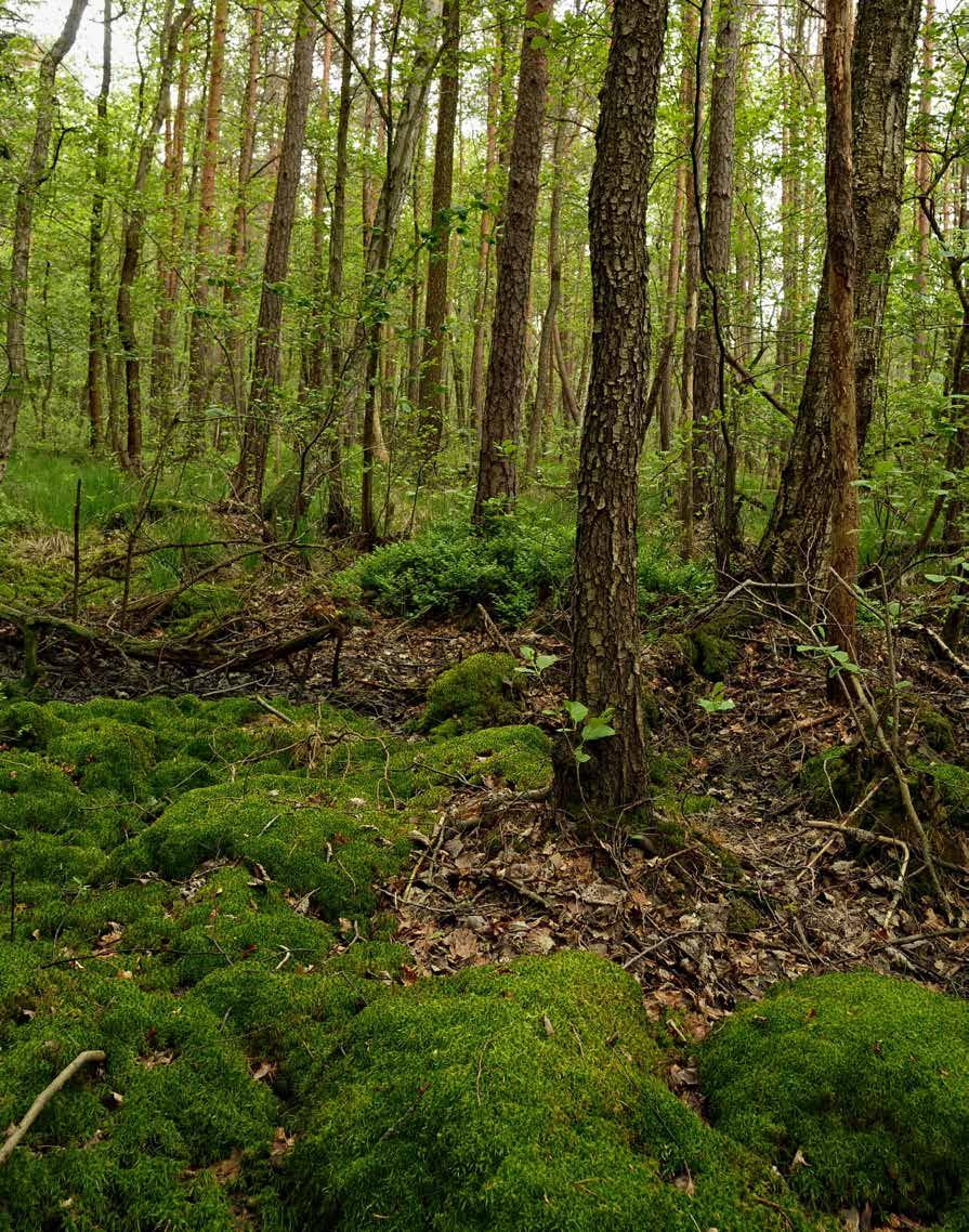 Retencja, sposób na susze i powodzie w warunkach zmieniającego się klimatu Środowisko przyrodnicze ma duży, naturalny potencjał łagodzenia zmian klimatu, szczególnie zjawisk związanych z suszą,