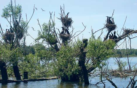 Wpływ kormorana czarnego (Phalacrocorax carbo L.) na racjonalną gospodarkę rybacko-wędkarską 99 Fot. 2.