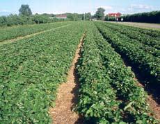 pierwszych latach uprawy,