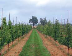 Plantacja truskawek,