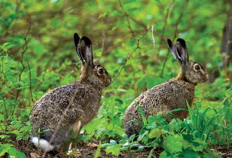 114 Bogumił Markuszewski Fot. 12. Zając szarak (Lepus europaeus L.