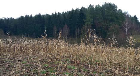 Szkody łowieckie w uprawach kukurydzy 27 - uprawa kukurydzy nr 5, 1,35 ha 415 zł, ogrodzenie siatką plastykową 8,89% straty; - uprawa kukurydzy nr 6, 3,15 ha 1 417,50, ochrona częściowa, dyżury 33,3%
