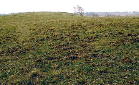 Szkody wyrządzane przez zwierzynę na trwałych użytkach zielonych 41 - zadarnienie powierzchni 86, 90, 88, 92, 84%; x = 88.