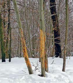 drzewa znacznie starsze (fot. 2 i 3).