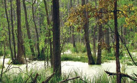 Siedliska Natura 2000: niżowy łęg jesionowo-olszowy 91E0-3 (B - stan po podtopieniu przez bobry) Ponadto