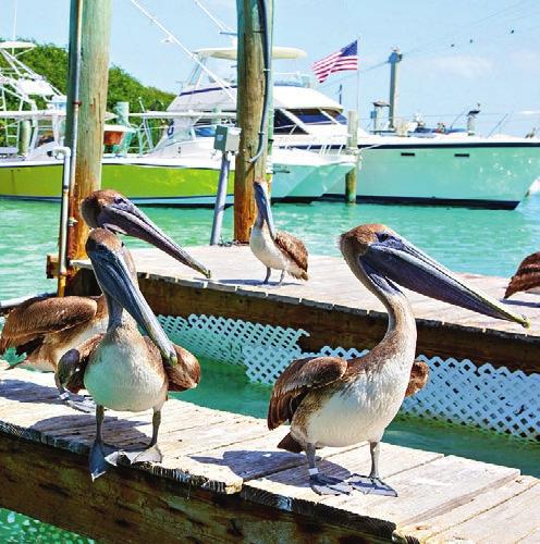 SEASIDE na trasie Jamajka Kajmany Meksyk Bahamy. Dodatkowo Floryda i zwiedzanie Miami i Key West z dwoma wycieczkami w cenie! gią.