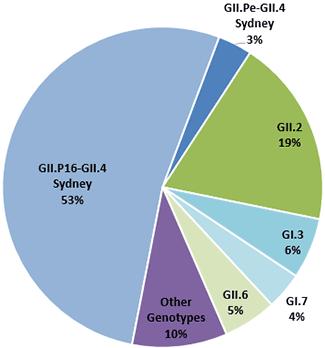 Norowirus wirus RNA genogrupy: GI, GII (genotypy 19, GII.