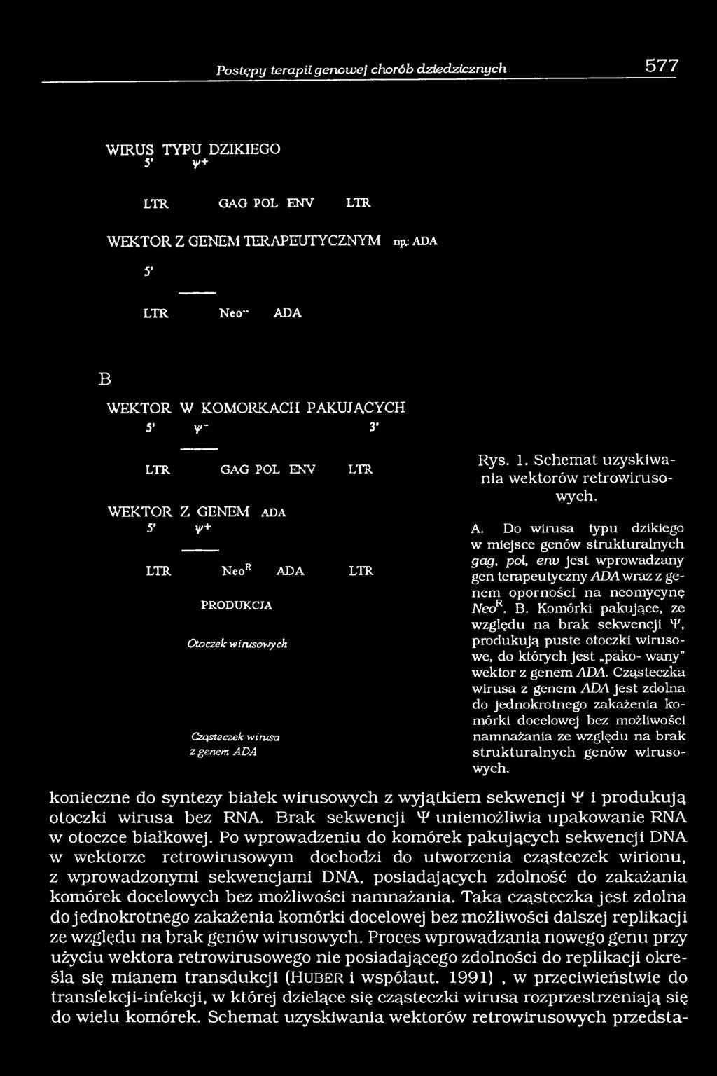 Schemat uzyskiwania wektorów retrowirusowych. A. Do wirusa typu dzikiego w miejsce genów strukturalnych gag, poi, env jest wprowadzany gen terapeutyczny ADA wraz z genem oporności na neomycynę NeoR.