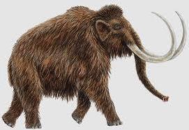 mamut włochaty