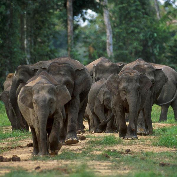 Borneo małe słonie Elephas maximus