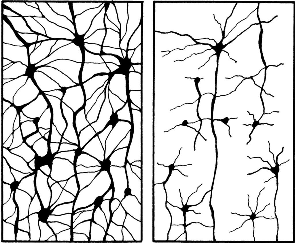 Przeżywają te neurony, które tworzą aktywne połączenia z