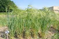 Hordeum