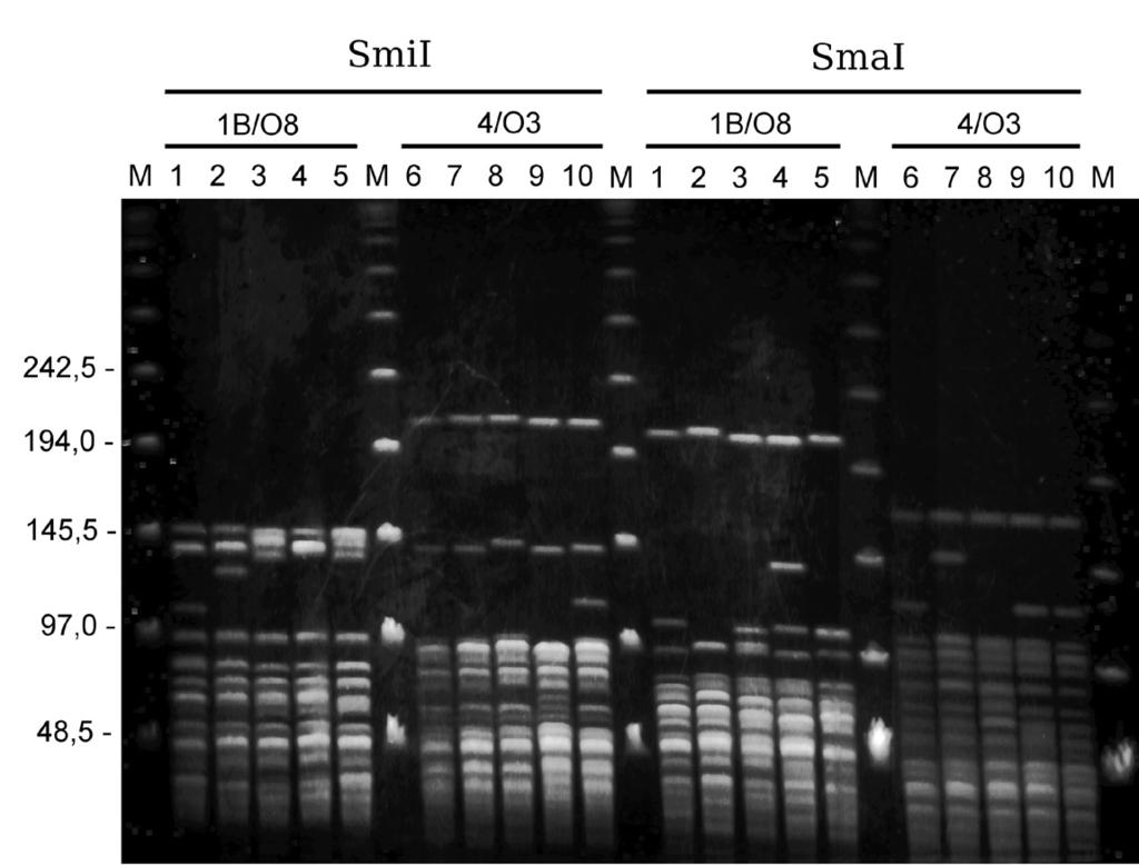 Numery ścieżek odpowiadają poszczególnym szczepom (Tabela I). M marker wielkości DNA. Wielkość fragmentów DNA wyrażono w tysiącach par zasad (kpz). Ryc.