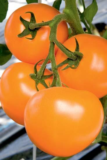 Pomidor Ogórek Pomidor malinowy Ogórek midi TTM-075 F1 Odporność wysoka HR: ToMV 0-2/Ff:A-E/Fol:0,1/For/Va:0/Vd:0/Sl Melen F1 Odporność wysoka HR: CCa/CCu Odporność średnia IR: Ma/Mi/Mj Wczesna