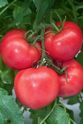 Wielokomorowy, mięsisty owoc o żywym, ciemnym, malinowym kolorze. Owoce bardzo smaczne, z delikatną skórką, szczególnie polecana dla producentów ceniących smak pomidorów.