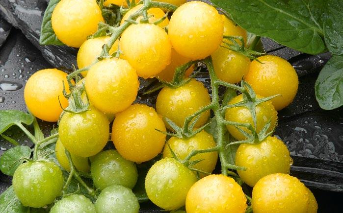 Framboo F1 Rapanui F1» Owoc typu cherry, żółty: Summer Sun F1» Owoc