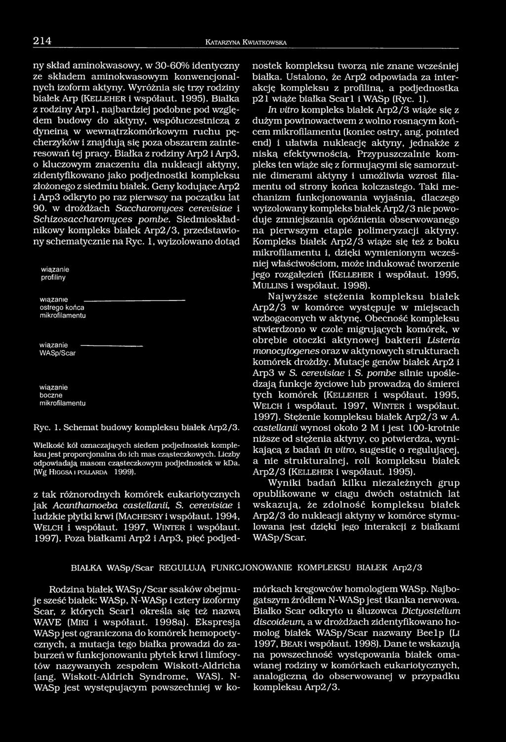 Białka z rodziny Arp 1, najbardziej podobne pod względem budowy do aktyny, współuczestniczą z dyneiną w wewnątrzkomórkowym ruchu pęcherzyków i znajdują się poza obszarem zainteresowań tej pracy.