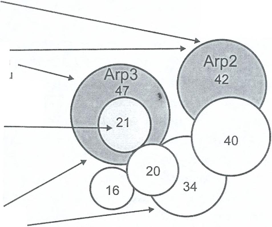 Geny kodujące Arp2 1Arp3 odkryto po raz pierwszy na początku lat 90. w drożdżach Saccharomyces cerevisiae i Schizosaccharomyces pombe.