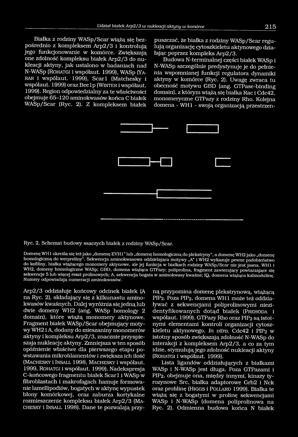 1999) orazbeelp (W in te r i współaut. 1999). Region odpowiedzialny za te właściwości obejmuje 65-120 aminokwasów końca C białek WASp/Scar (Ryc. 2).