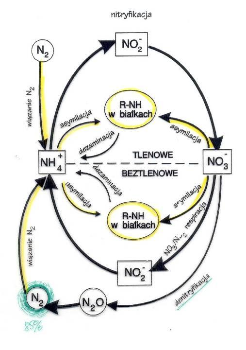 Cykl azotu Pobieranie i