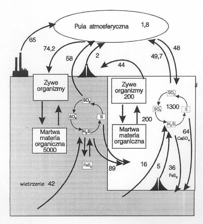 Obieg siarki w biosferze mln t, mln t/rok