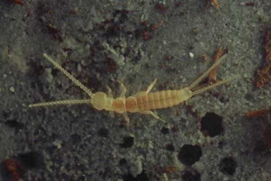 Porcellio o sp.