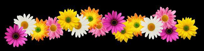Barwy kwiatów i ich znaczenie Żółte kwiaty oznaczają negatywne uczucia, takie jak na przykład