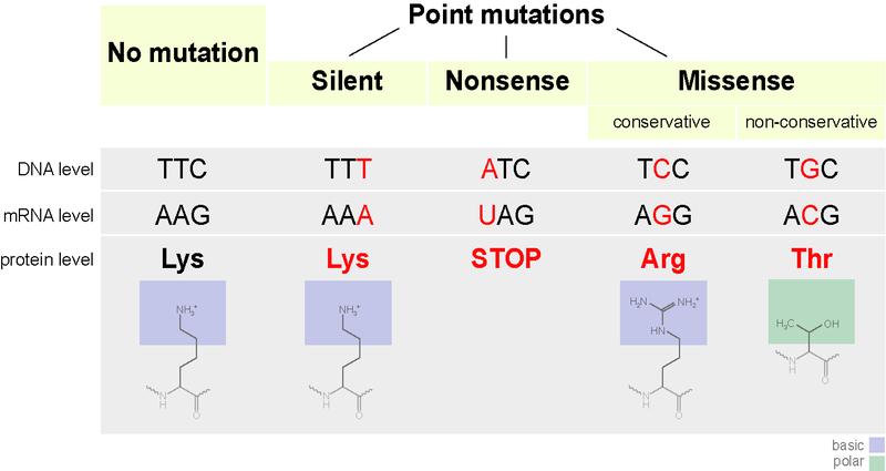 Podział mutacji (3) Mutacje punktowe: SYNONIMICZNA zamiana danego kodonu na kodon synonimowy, kodujący ten sam aminokwas ZMIANY SENSU substytucja aminokwasu, po mutacji powstanie kodon oznaczający
