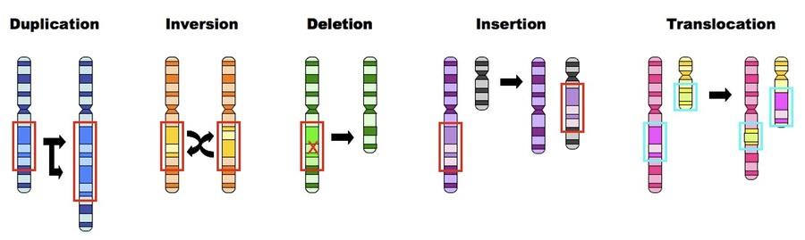 Podział mutacji (3) Mutacje chromosomowe strukturalne Powodowane przez pęknięcia a następnie przemieszczenie fragmentu chromosomu: utrata fragmentu (delecja)