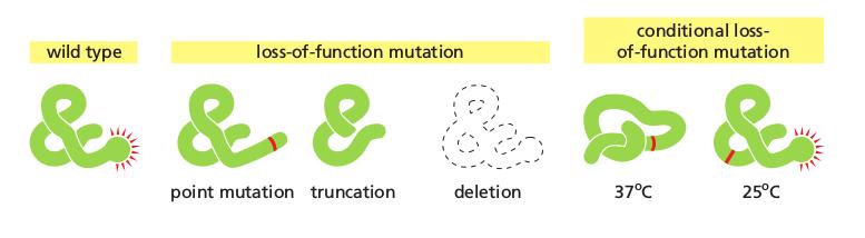 Terminologia w analizie genetycznej Genotyp zestaw alleli składający się na diploidalny genom organizmu Fenotyp widoczne cechy/właściwości organizmu Zmiany w funkcji produktu genu: Mutacja