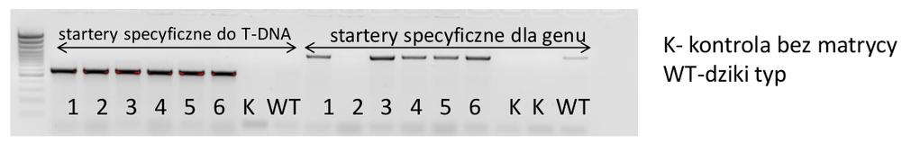 Genotypowanie mutantów insercyjnych Genotypowanie to podejście umożliwiające identyfikację genetyczną osobników czyli