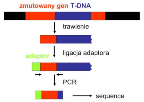 Mutageneza T-DNA na dużą skalę 150 000 transgenicznych roślin pokolenia T1 Około 1,5 insercji na linię (po sprawdzeniu rozszczepienia) 225 000 niezależnych integracji T-DNA (96 % prawdopodobieństwa